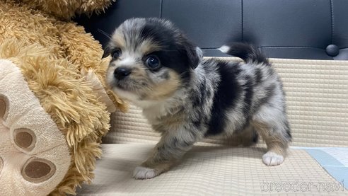成約済の兵庫県のポメチワ:ポメラニアン×チワワ-348628の11枚目